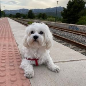 Profile photo of siham